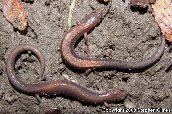 Eastern Red-backed Salamander (Plethodon cinereus)