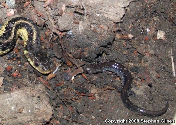 Eastern Red-backed Salamander (Plethodon cinereus)