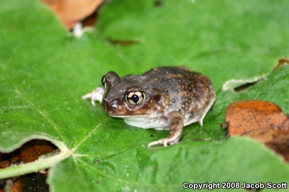 Eastern Spadefoot (Scaphiopus holbrookii)