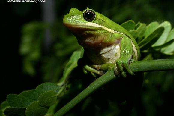 Green Treefrog (Hyla cinerea)