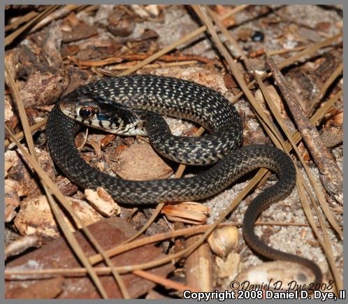 Eastern Gartersnake (Thamnophis sirtalis sirtalis)