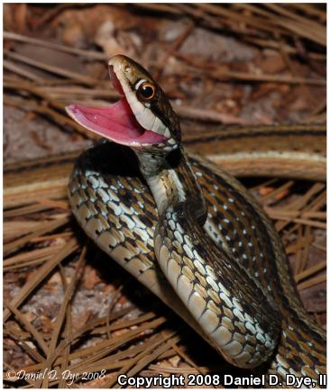 Peninsula Ribbonsnake (Thamnophis sauritus sackenii)