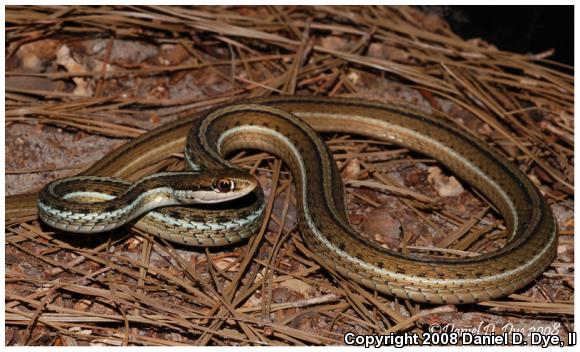 Peninsula Ribbonsnake (Thamnophis sauritus sackenii)