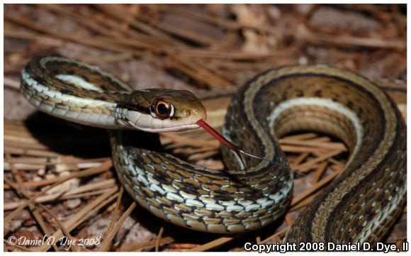 Peninsula Ribbonsnake (Thamnophis sauritus sackenii)