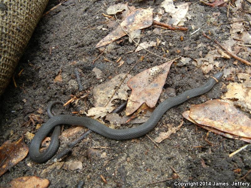 Mississippi Ring-necked Snake (Diadophis punctatus stictogenys)