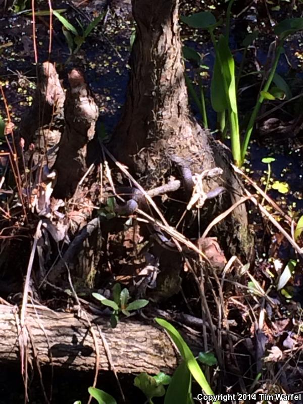 Delta Crayfish Snake (Regina rigida deltae)