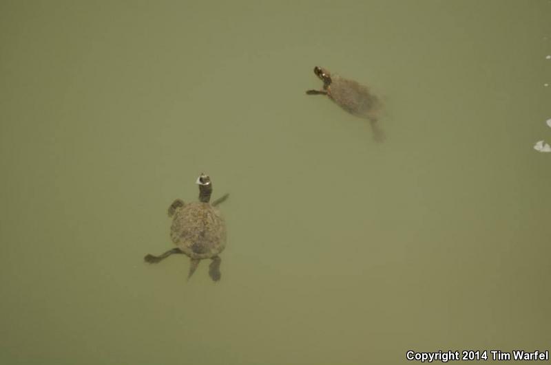 Big Bend Slider (Trachemys gaigeae gaigeae)