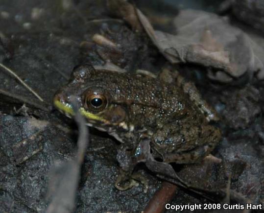 Northern Green Frog (Lithobates clamitans melanota)