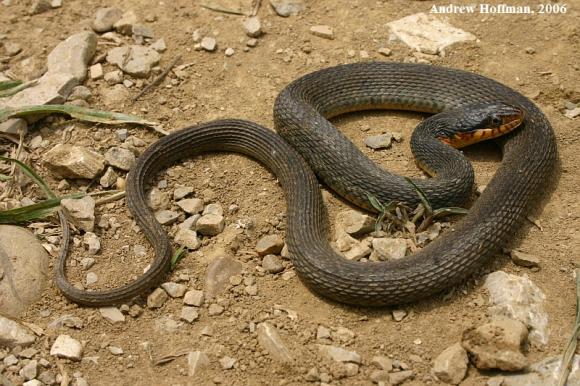 Copper-bellied Watersnake (Nerodia erythrogaster neglecta)