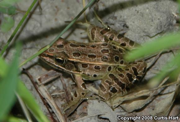 Northern Leopard Frog (Lithobates pipiens)