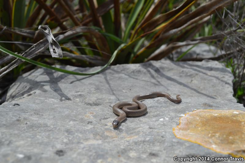 Southern Texas Groundsnake (Sonora semiannulata taylori)