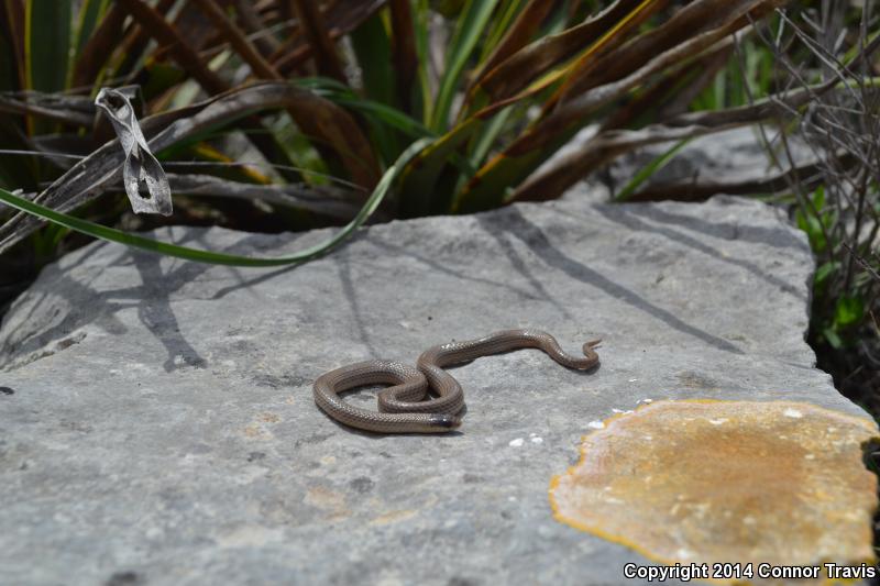 Southern Texas Groundsnake (Sonora semiannulata taylori)