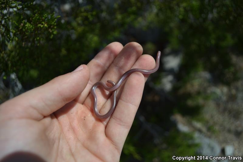 Texas Threadsnake (Leptotyphlops dulcis)