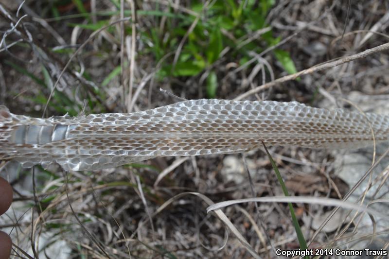 Texas Patch-nosed Snake (Salvadora grahamiae lineata)