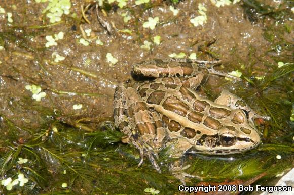 Pickerel Frog (Lithobates palustris)