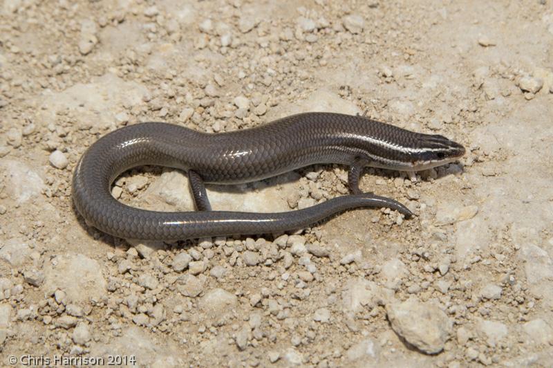 Short-lined Skink (Plestiodon tetragrammus brevilineatus)