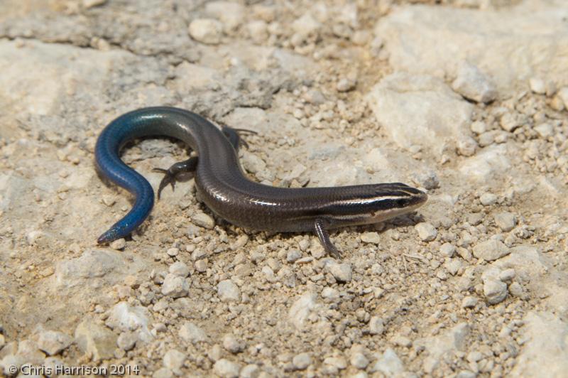 Short-lined Skink (Plestiodon tetragrammus brevilineatus)