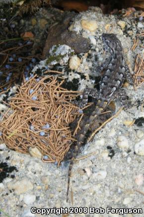 Eastern Fence Lizard (Sceloporus undulatus)