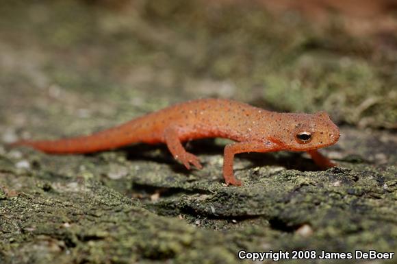 Central Newt (Notophthalmus viridescens louisianensis)