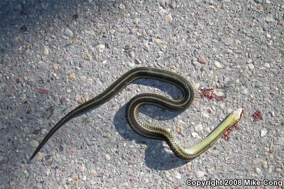 Eastern Gartersnake (Thamnophis sirtalis sirtalis)