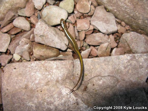 Northern Two-lined Salamander (Eurycea bislineata)