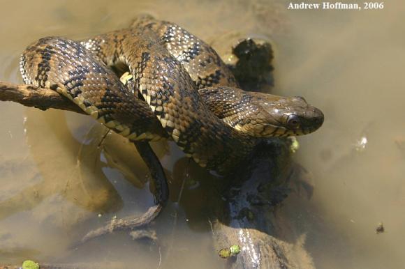 Diamond-backed Watersnake (Nerodia rhombifer rhombifer)