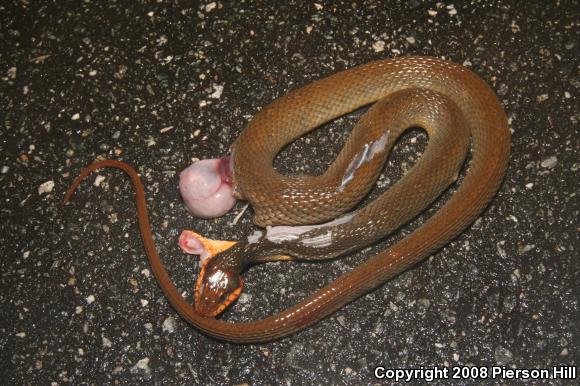 Red-bellied Watersnake (Nerodia erythrogaster erythrogaster)