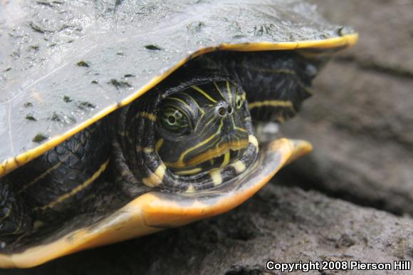 Suwannee Cooter (Pseudemys suwanniensis)