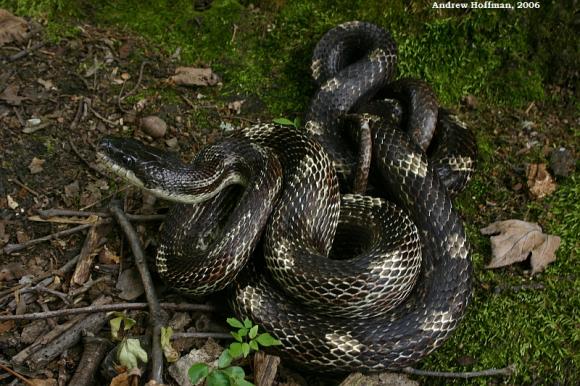 Gray Ratsnake (Pantherophis obsoletus spiloides)