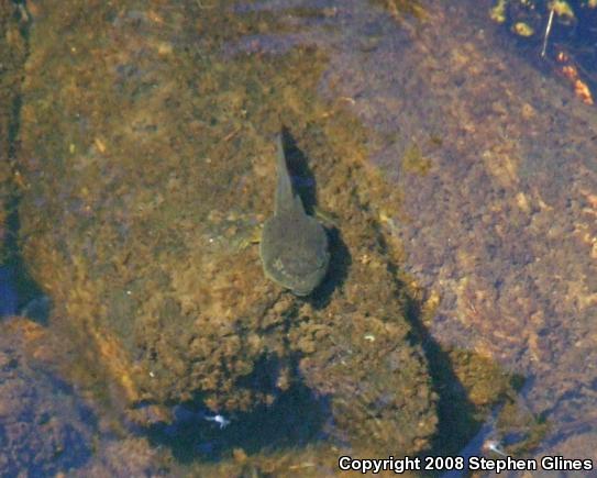 American Bullfrog (Lithobates catesbeianus)