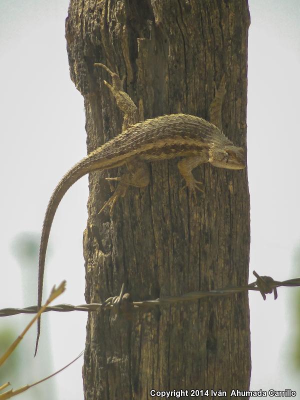 Few-pored Rough Lizard (Sceloporus horridus oligoporus)