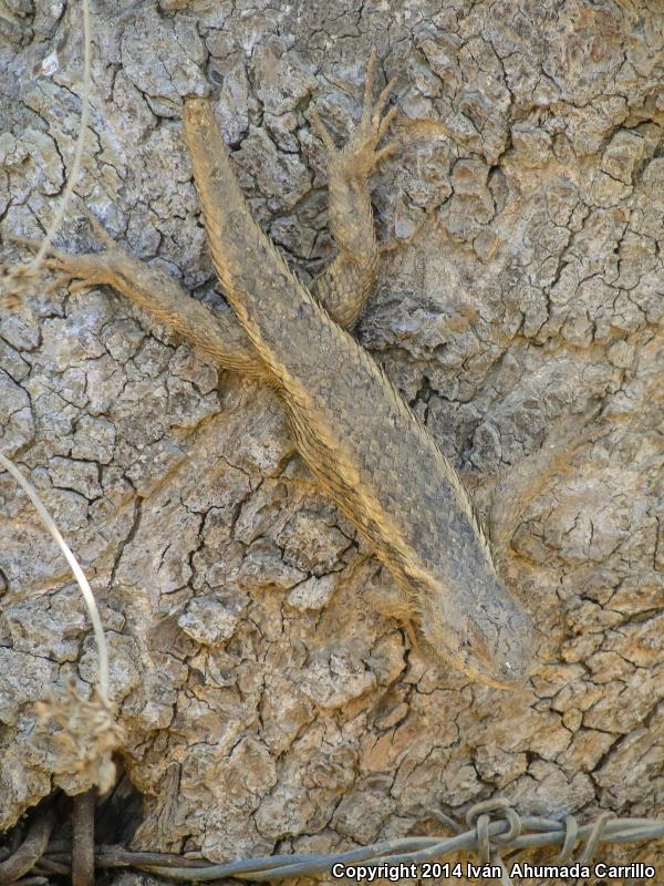 Rough Lizard (Sceloporus horridus)