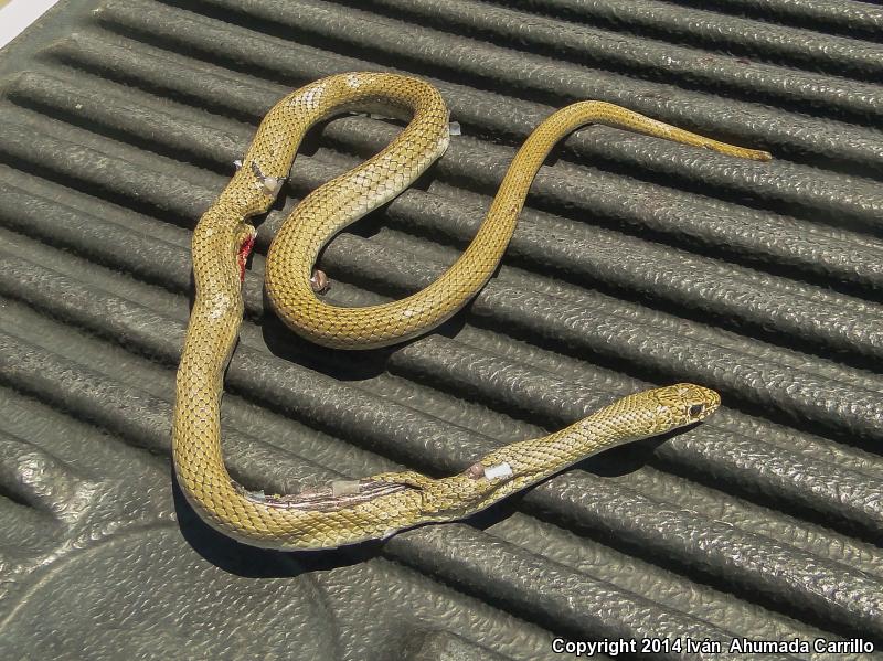 Mexican Whipsnake (Coluber mentovarius striolatus)