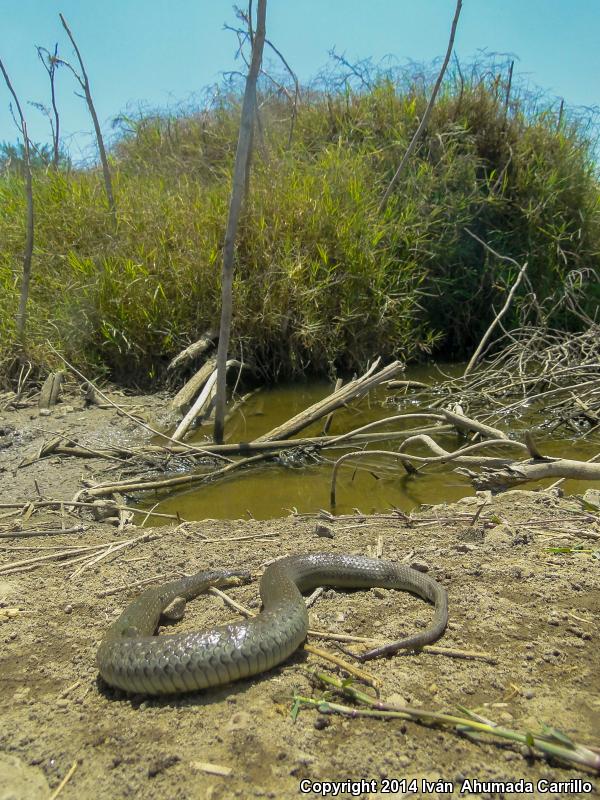 Gray Black-bellied Gartersnake (Thamnophis melanogaster canescens)