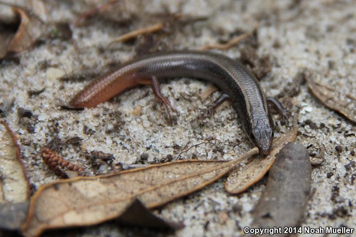 Peninsula Mole Skink (Plestiodon egregius onocrepis)