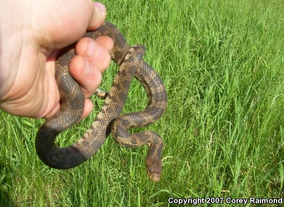 Western Foxsnake (Pantherophis vulpinus)