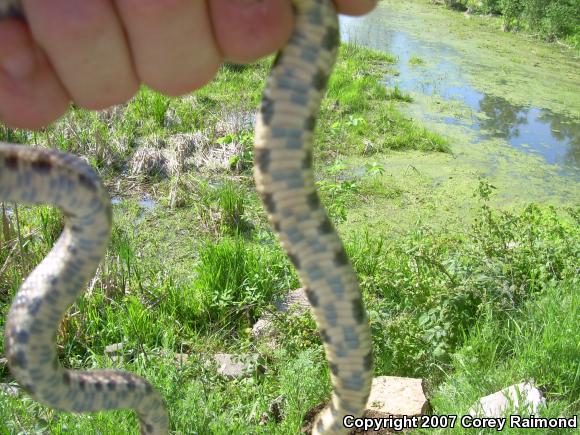 Western Foxsnake (Pantherophis vulpinus)