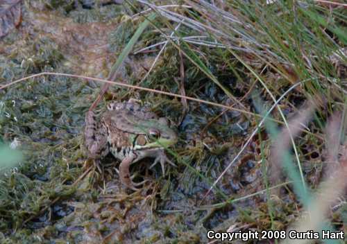 Northern Green Frog (Lithobates clamitans melanota)