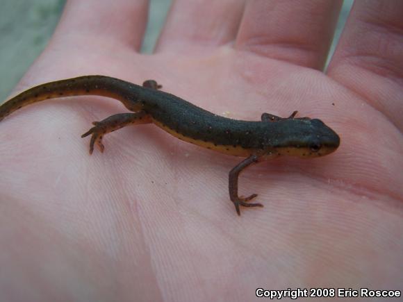 Central Newt (Notophthalmus viridescens louisianensis)