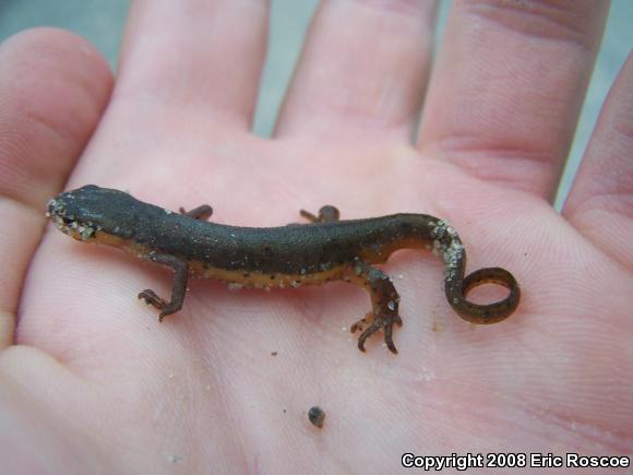 Central Newt (Notophthalmus viridescens louisianensis)