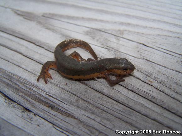 Central Newt (Notophthalmus viridescens louisianensis)