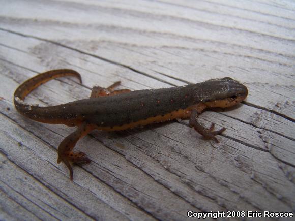 Central Newt (Notophthalmus viridescens louisianensis)