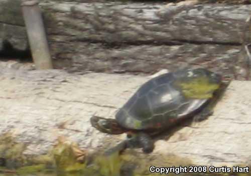 Midland Painted Turtle (Chrysemys picta marginata)