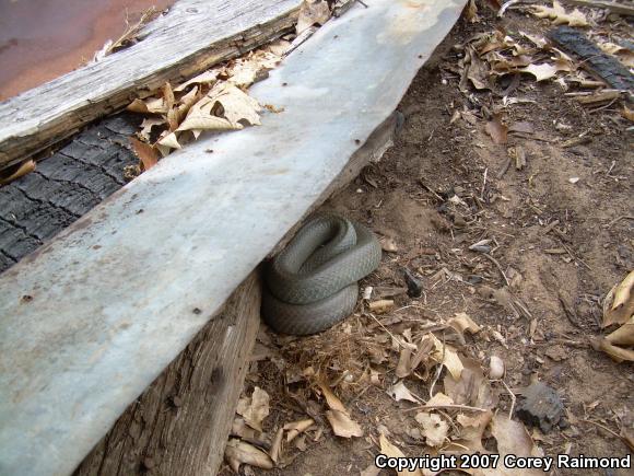 Blue Racer (Coluber constrictor foxii)