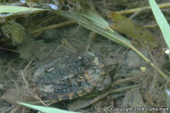 Eastern Snapping Turtle (Chelydra serpentina serpentina)