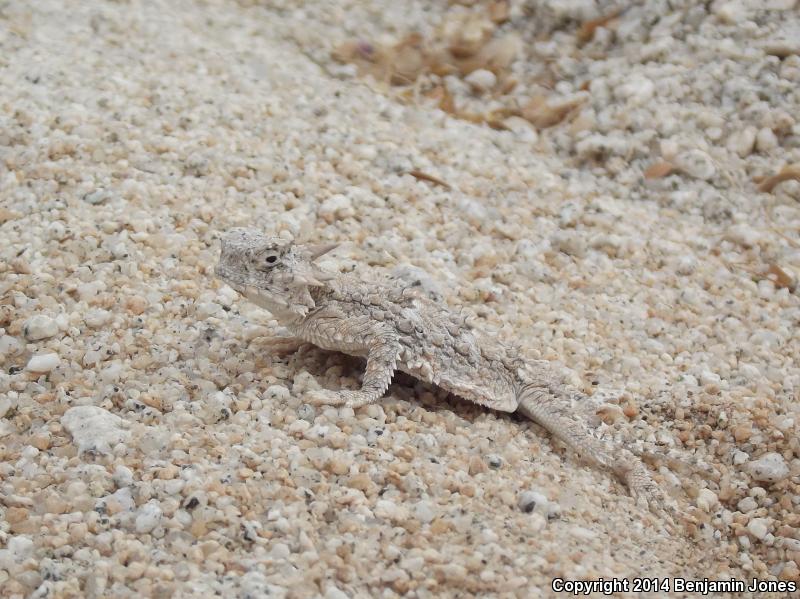 Goode's Horned Lizard (Phrynosoma goodei)