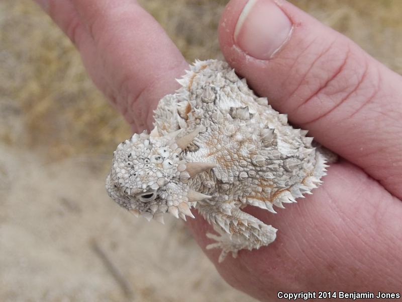 Goode's Horned Lizard (Phrynosoma goodei)