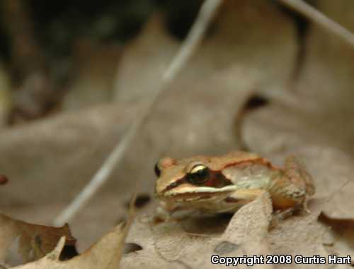 Wood Frog (Lithobates sylvaticus)