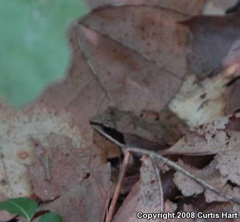 Wood Frog (Lithobates sylvaticus)