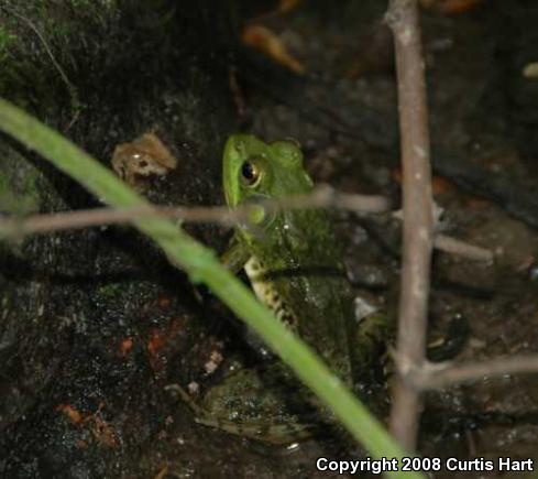 Northern Green Frog (Lithobates clamitans melanota)